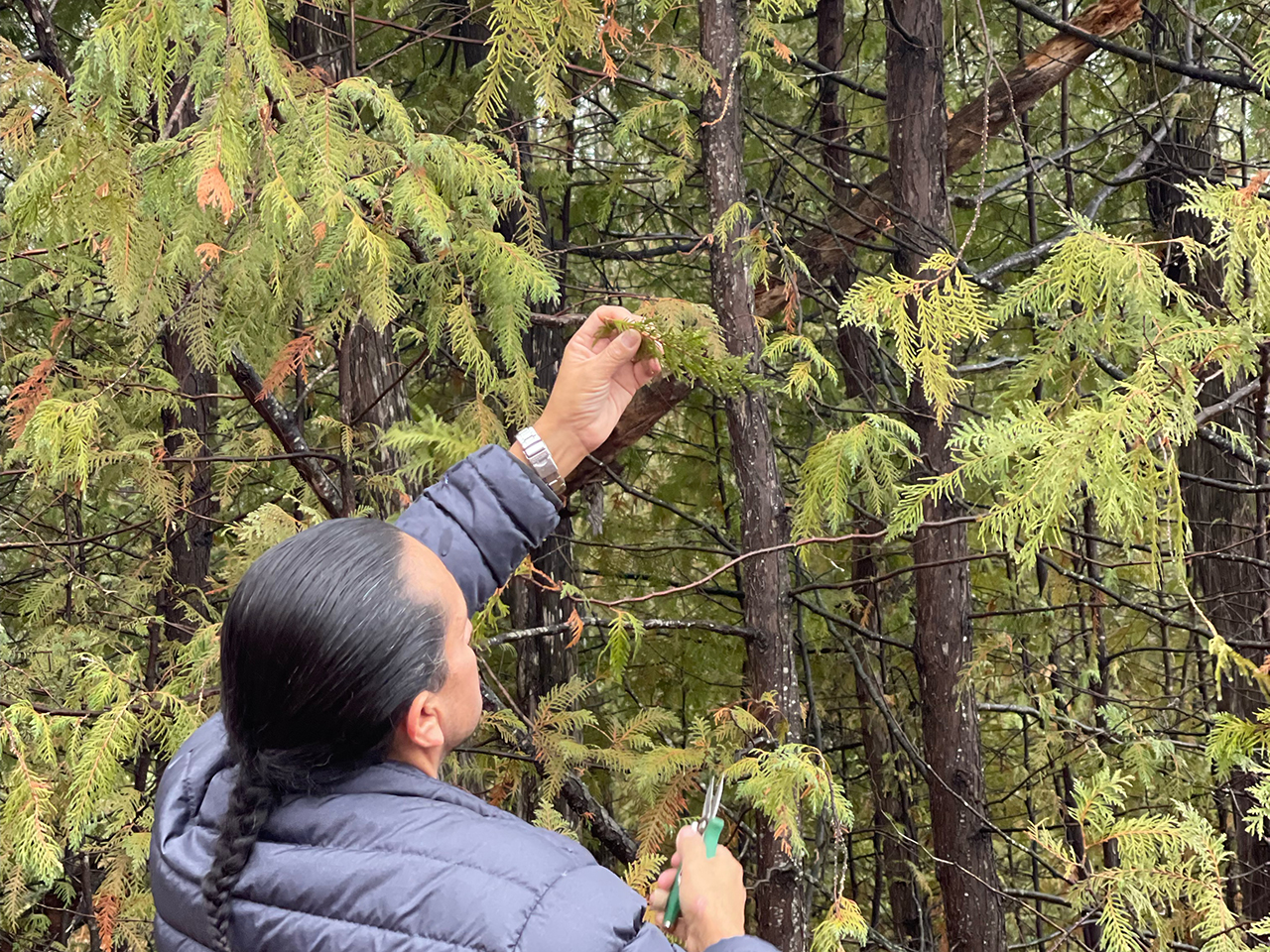 Cedar picking in early fall