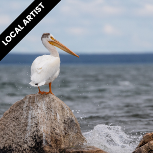 pelican on rocks at Clearwater Lake, "Local Artist"