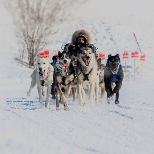 dog sled racing at Northern Manitoba Trappers' Festival