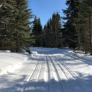 Ski Trail into the woods