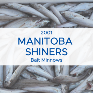 "2001 Manitoba Shiners bait minnows" with background image of many minnows