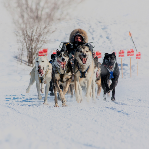 frosty faced dog sled team racing at Trappers' festival