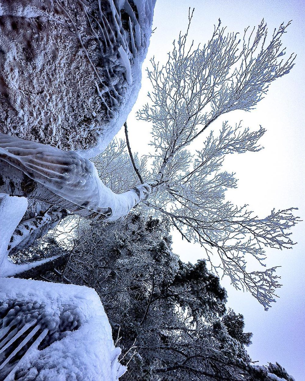 winter trees looking upward